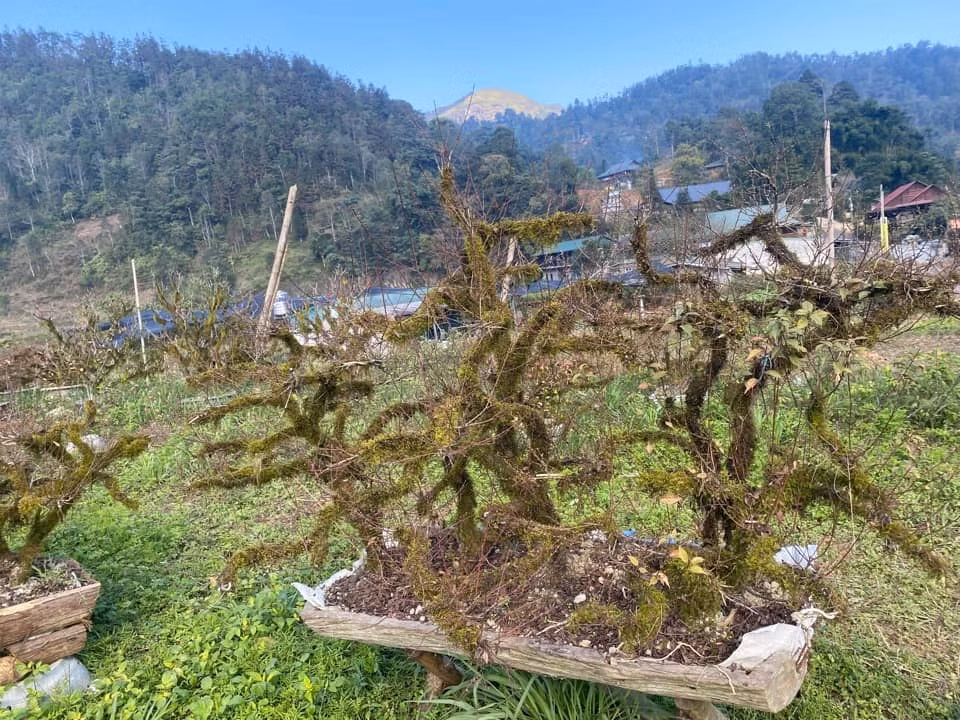nhat chi mai sa pa dai thu gia ban 150 trieu dong hinh 3