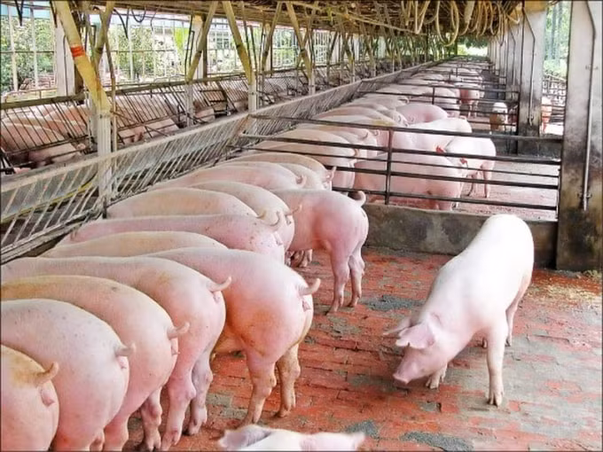 Giá heo hơi trên cả nước giảm. Ảnh: TL.