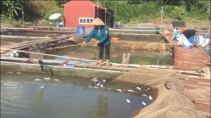 Nhiều người dân xót xa khi nhìn thấy cá trong lồng bị chết.