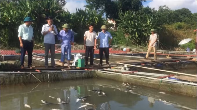 UBND huyện Thanh Thủy đã chỉ đạo Phòng Nông nghiệp và PTNT phối hợp với UBND hai xã Thạch Đồng và Xuân Lộc kiểm tra, nắm bắt tình hình.