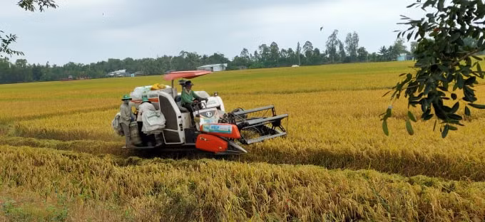 “Lúa sinh thái Cà Mau” được cấp giấy chứng nhận đăng ký nhãn hiệu