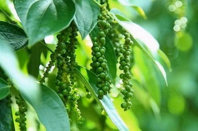 Giá hò tiêu hôm nay dao động trong khoảng 47.500 - 50.000 đồng/kg. Ảnh: TL