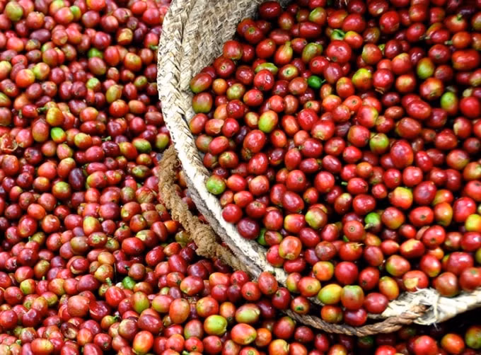 Giá cà phê hôm nay tăng nhẹ thêm 100 đồng/kg phiên đầu tháng. Ảnh minh họa.