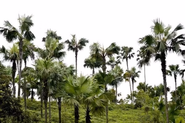UBND tỉnh Phú Thọ cho rằng, cây cọ là một trong những biểu tượng của sự gắn kết cộng đồng bền chặt và là một nét văn hóa thiên nhiên độc đáo của vùng đất Tổ