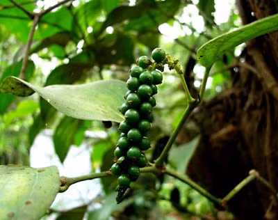 Thị trường hồ tiêu trong nước đang yên ắng. Ảnh minh họa.