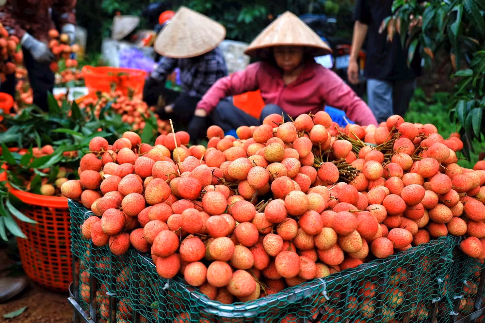 xay dung thuong hieu made in vietnam thong qua thuong mai dien tu quoc te co hoi cho doanh nghiep viet tang truong hinh 2