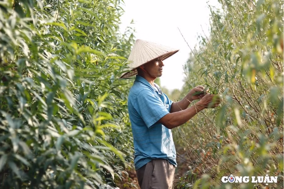 thai binh vuon dao minh tan vao mua tuot la hinh 4