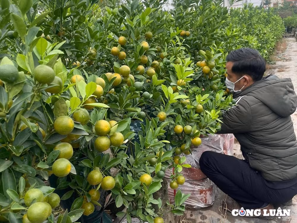 gia quat tang cao thuong lai tranh nhau dat coc som hinh 1