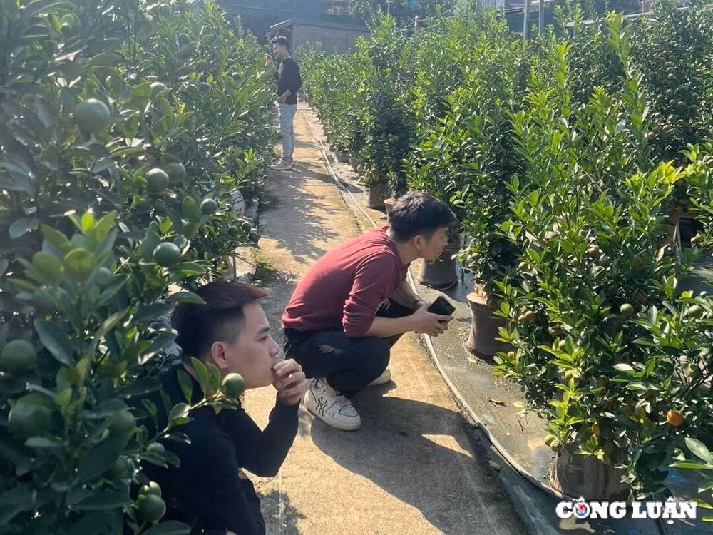 gia quat tang cao thuong lai tranh nhau dat coc som hinh 2