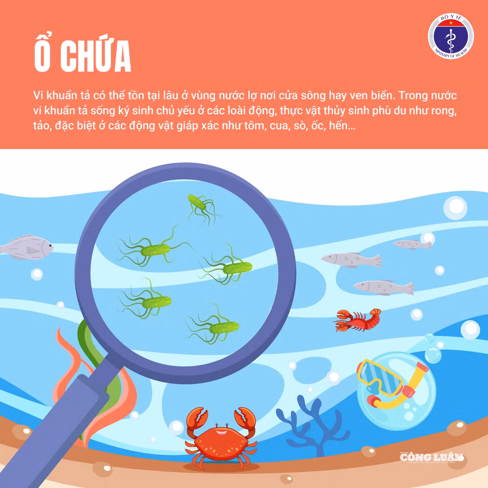 Bệnh tả 2