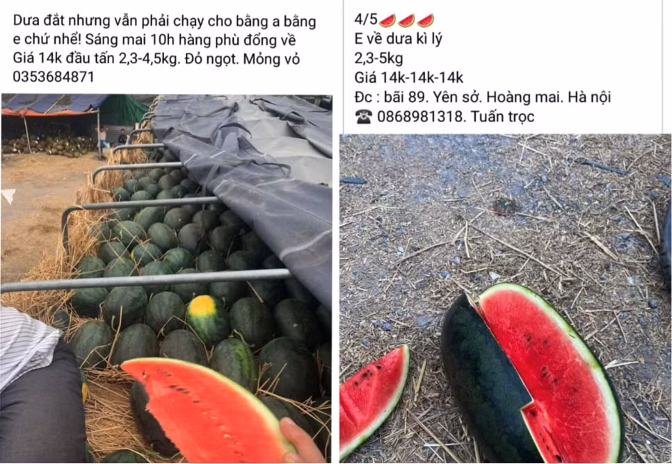 nhieu thuong lai dong bang viec buon ban khi dua hau bat ngo tang gia manh hinh 2