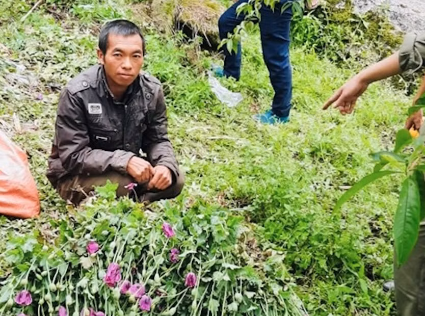 sa pa bat giu khan cap doi tuong trong 902 cay thuoc phien trong vuon nha hinh 1