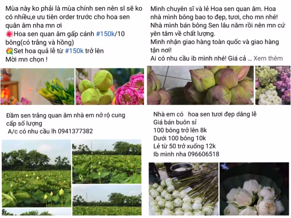hoa sen dau vu gia cao van hut khach hinh 4