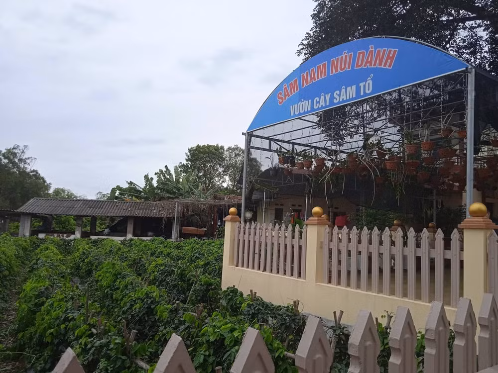 mang tien ve cho sam nui danh hinh 4