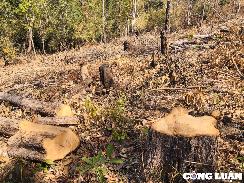gia lai tung vat rung tu nhien tiep tuc bi pha trang o mang yang hinh 3