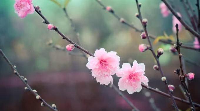 themxuan-0855
