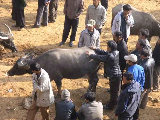 Mấy năm trước chợ trâu Cán Cấu còn thu hút khá đông thương nhân Trung Quốc sang chọn mua trâu thịt cung cấp cho vùng người dân tộc Hồi chỉ sử dụng thịt trâu.