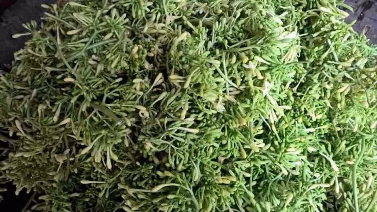 mot so bai thuoc hay tu cay du du hinh 1