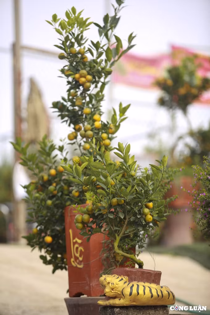 doc dao ho vang om quat bonsai gia tien trieu tai ha noi hinh 3