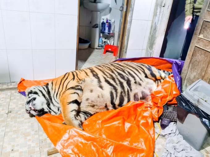 Cá thể hổ nằm bất động