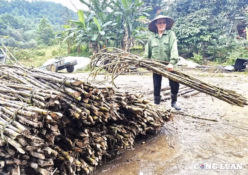 lang mat mia truyen thong o ha tinh do lua suot ngay dem lam hang tet hinh 1