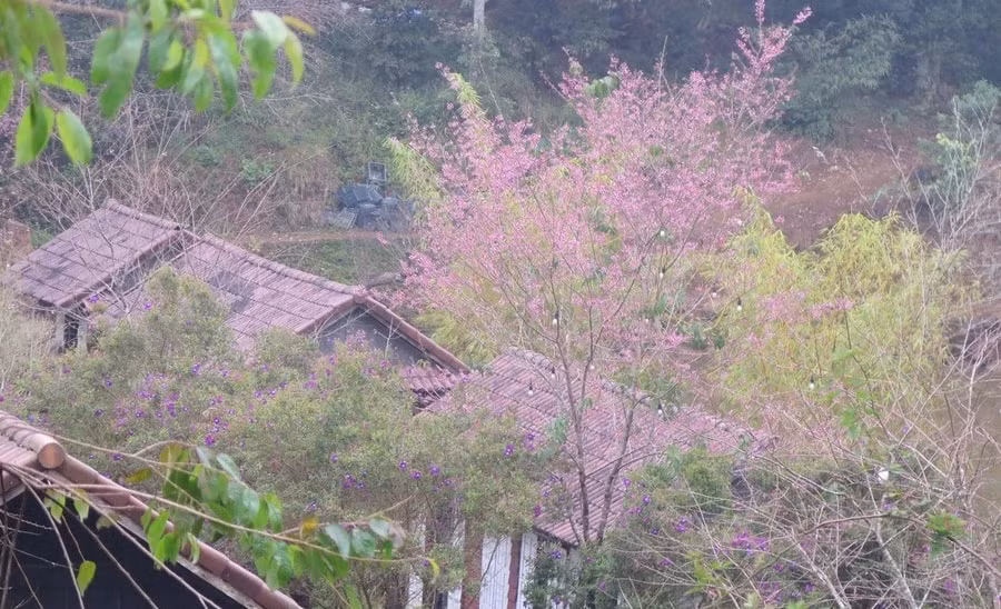 mang den don hang tram du khach moi ngay den chiem nguong hoa anh dao khoe sac hinh 2