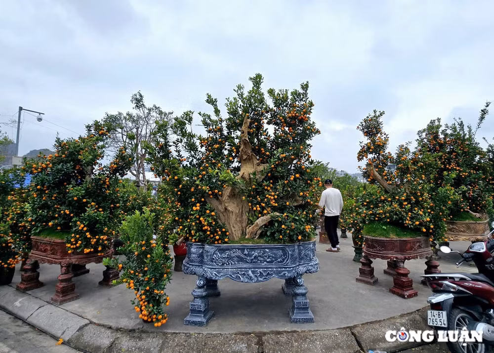quang ninh tung bung cho hoa xuan ha long nam 2025 hinh 3