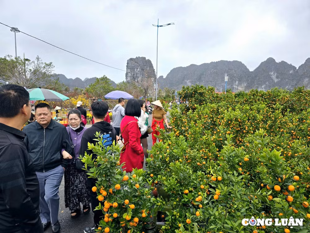 quang ninh tung bung cho hoa xuan ha long nam 2025 hinh 11