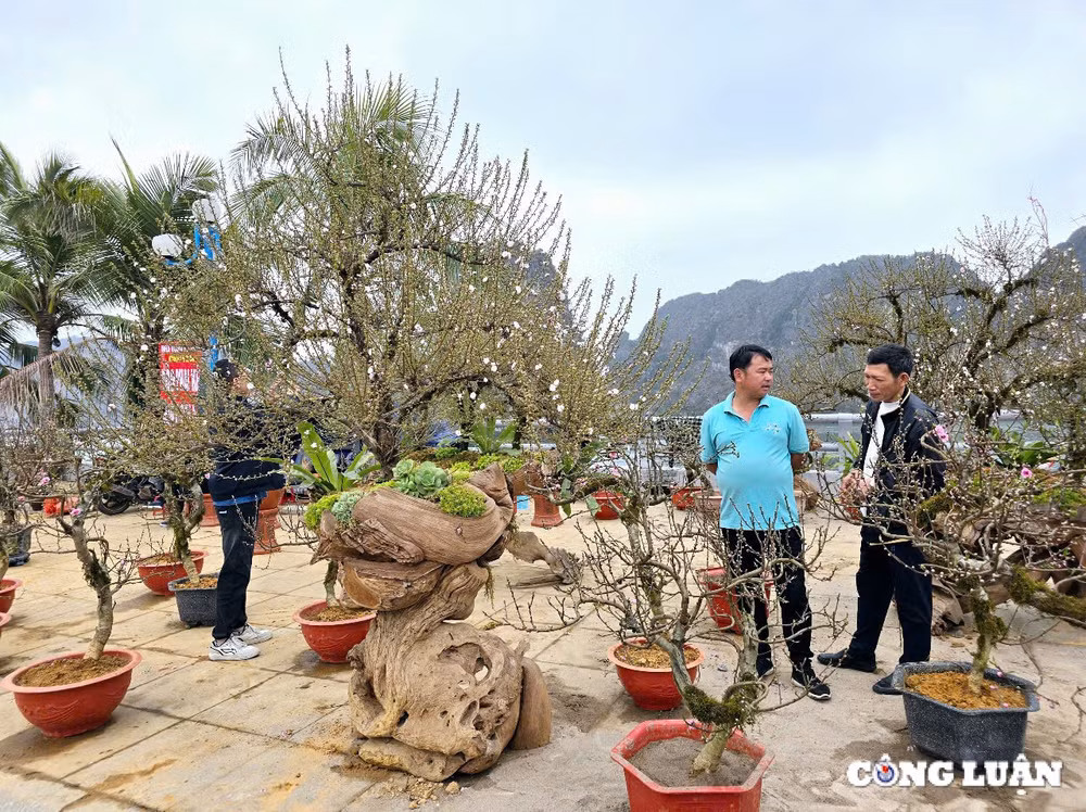 quang ninh tung bung cho hoa xuan ha long nam 2025 hinh 12