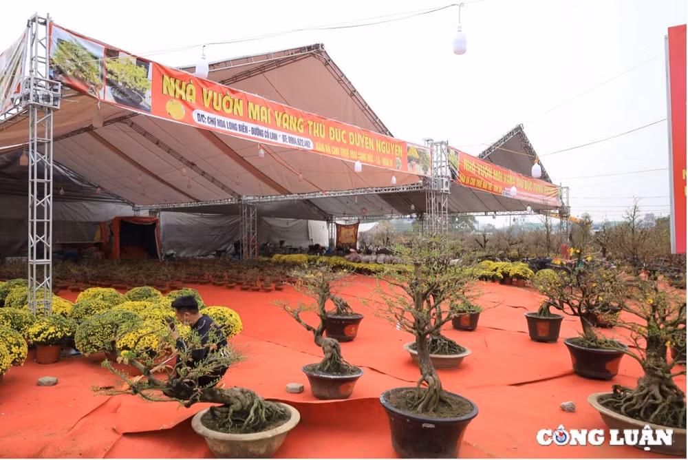 mai vang mien nam khoe sac giua long thu do hinh 1