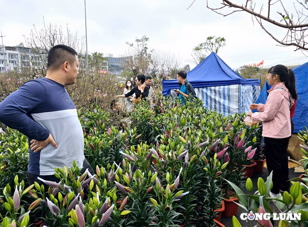 quang ninh tung bung cho hoa xuan ha long nam 2025 hinh 7