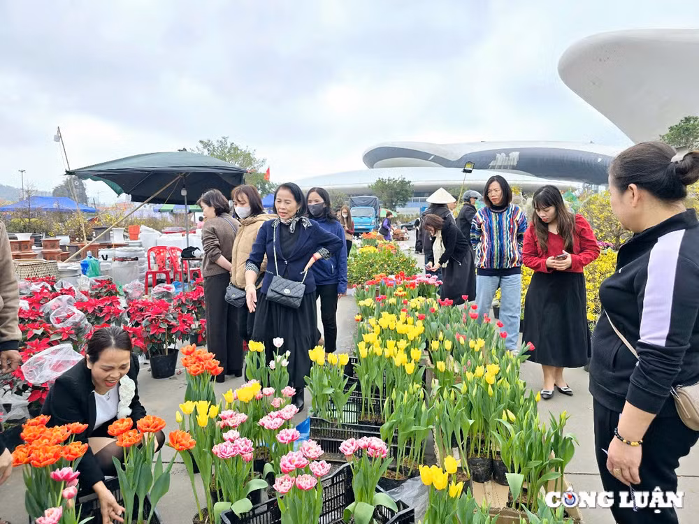 quang ninh tung bung cho hoa xuan ha long nam 2025 hinh 14