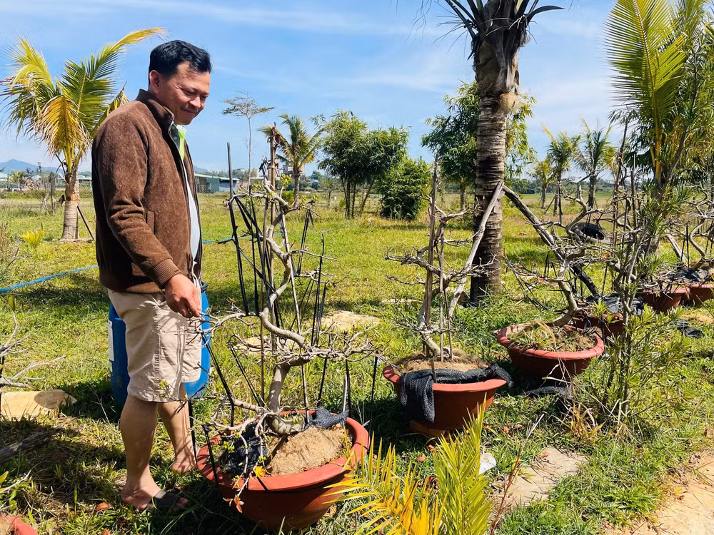 gia lai nha vuon cham mai khoc rong vi thoi tiet that thuong khien mai no cham hinh 7