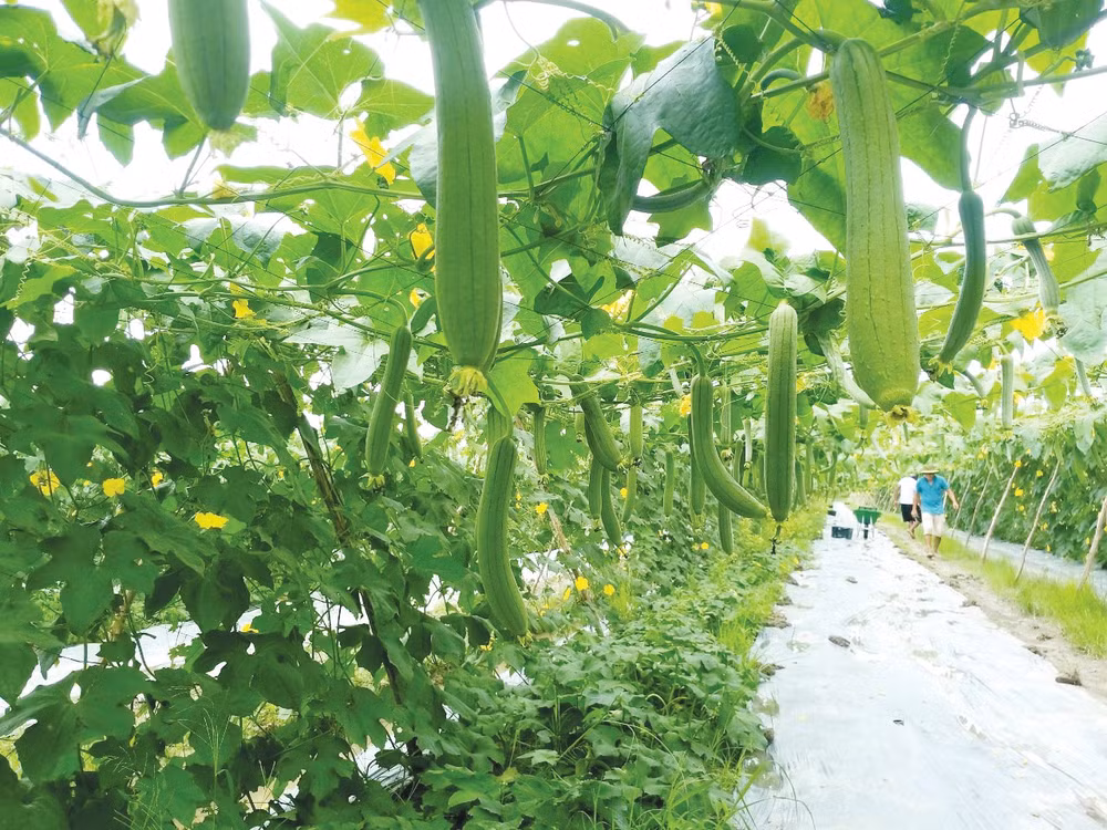 phuoc long chao don nam moi voi nhieu khat vong hinh 1