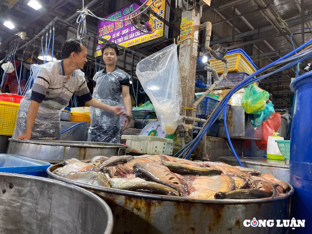 cho dau moi thuy hai san lon nhat tp hcm nhon nhip ngay giap tet hinh 3