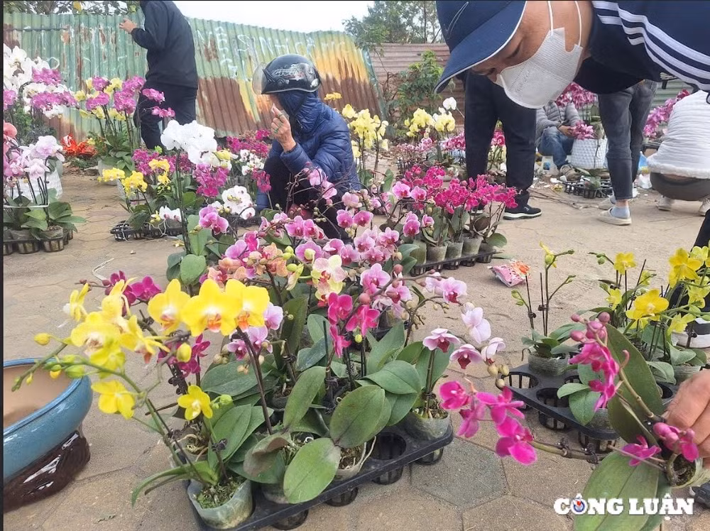 cho hoa tet cuoi nam ha gia dao quat mini hut khach hinh 9