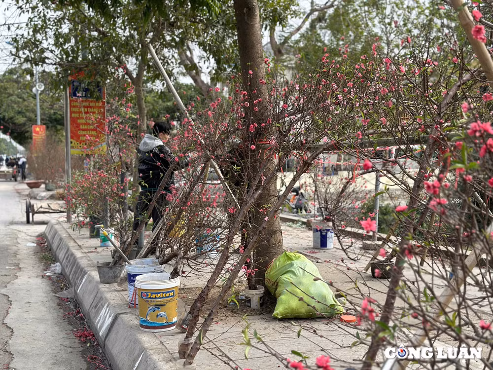 tp hai duong dao phai dao huyen gia tam trung dat khach mua chieu 29 tet hinh 5