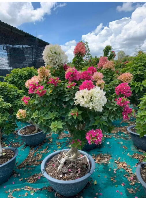 nhung loai hoa giay duoc yeu thich nhat hien nay hinh 4