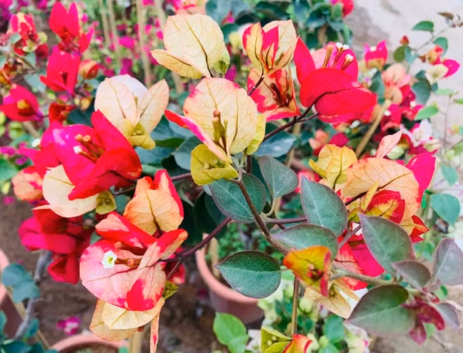 nhung loai hoa giay duoc yeu thich nhat hien nay hinh 1