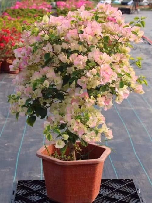 nhung loai hoa giay duoc yeu thich nhat hien nay hinh 3
