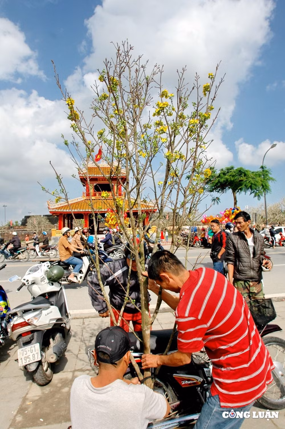 thuong lam bong hoang mai hinh 9