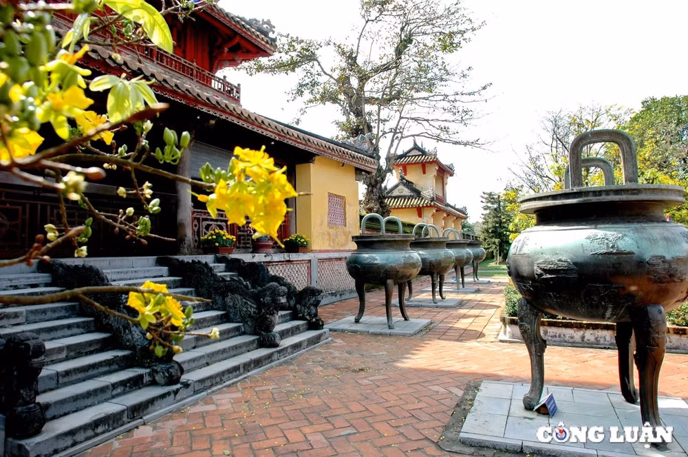 thuong lam bong hoang mai hinh 6