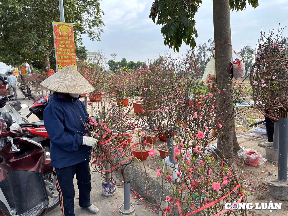 tp hai duong dao phai dao huyen gia tam trung dat khach mua chieu 29 tet hinh 4