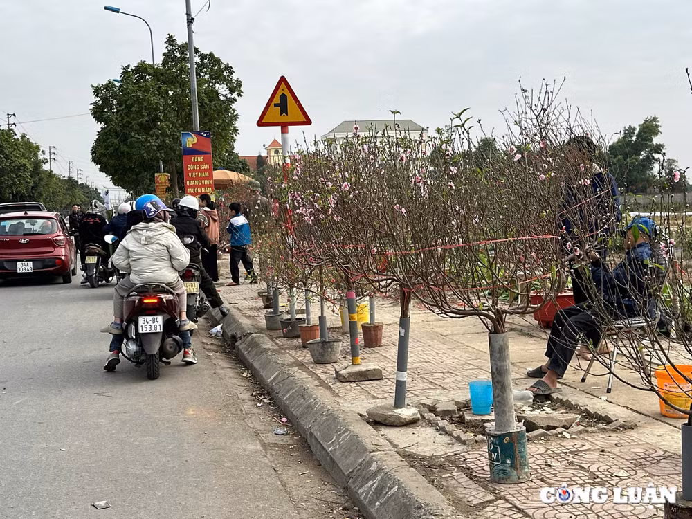 tp hai duong dao phai dao huyen gia tam trung dat khach mua chieu 29 tet hinh 2