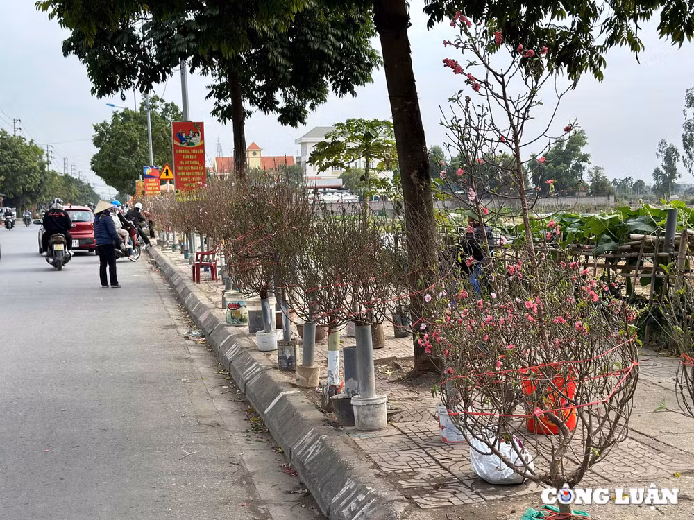 tp hai duong dao phai dao huyen gia tam trung dat khach mua chieu 29 tet hinh 6
