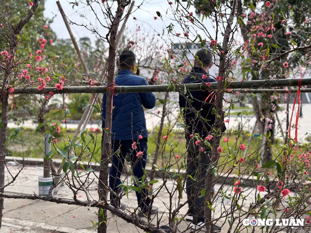 tp hai duong dao phai dao huyen gia tam trung dat khach mua chieu 29 tet hinh 9