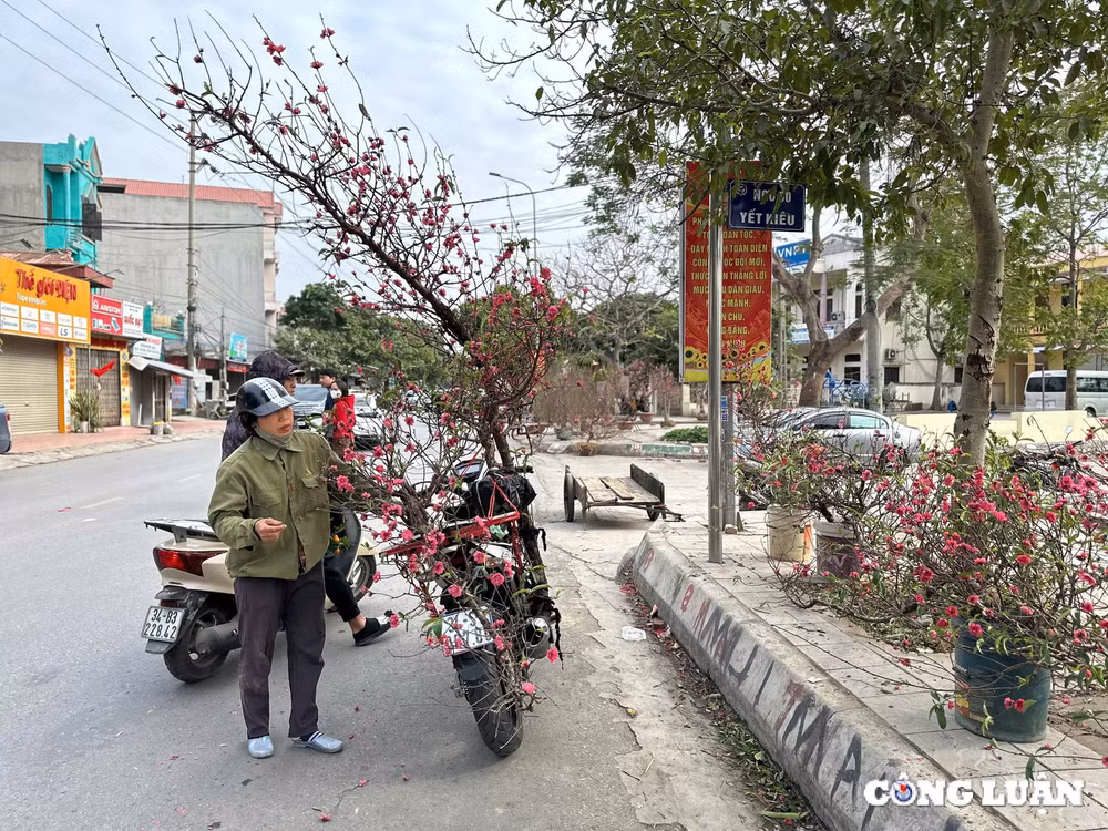 tp hai duong dao phai dao huyen gia tam trung dat khach mua chieu 29 tet hinh 10