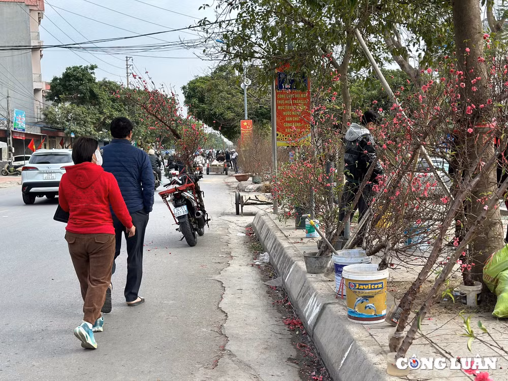 tp hai duong dao phai dao huyen gia tam trung dat khach mua chieu 29 tet hinh 8
