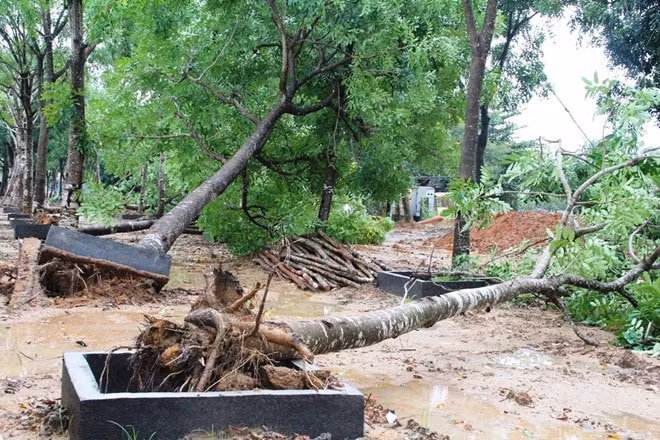 Nhiều cây xanh trên địa bàn thành phố Tam Kỳ bị gió quật ngã.