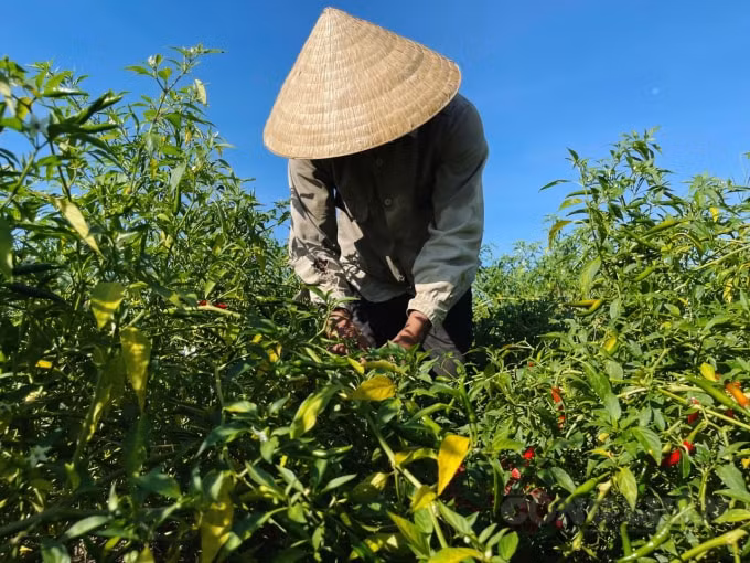 Hái nhanh những quả ớt đã chín, ông Nguyễn Doãn Long (74 tuổi, thôn Thượng Phú, xã Tượng Sơn) cho biết, gia đình tôi trồng hơn 1 sào ớt. Năm nay thời tiết thuận lợi, ớt ít sâu bệnh nên cho sản lượng cao. Tuy nhiên, do dịch bệnh Covid- 19 nên chờ mãi vẫn không thấy thương lái đến mua cho. Hiện gia đình tôi chưa biết tiêu thụ ớt đi đâu nữa.